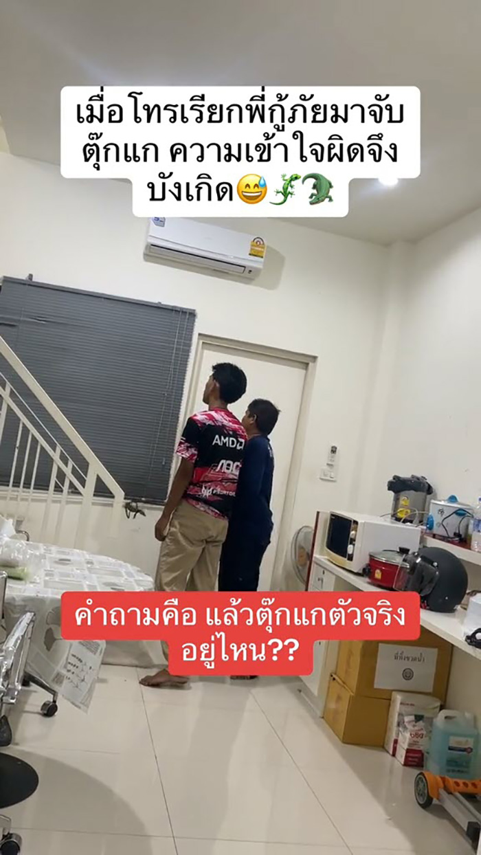 กู้ภัยมาบ้านช่วยจับตุ๊กแก กู้ภัยมาบ้านช่วยจับตุ๊กแก