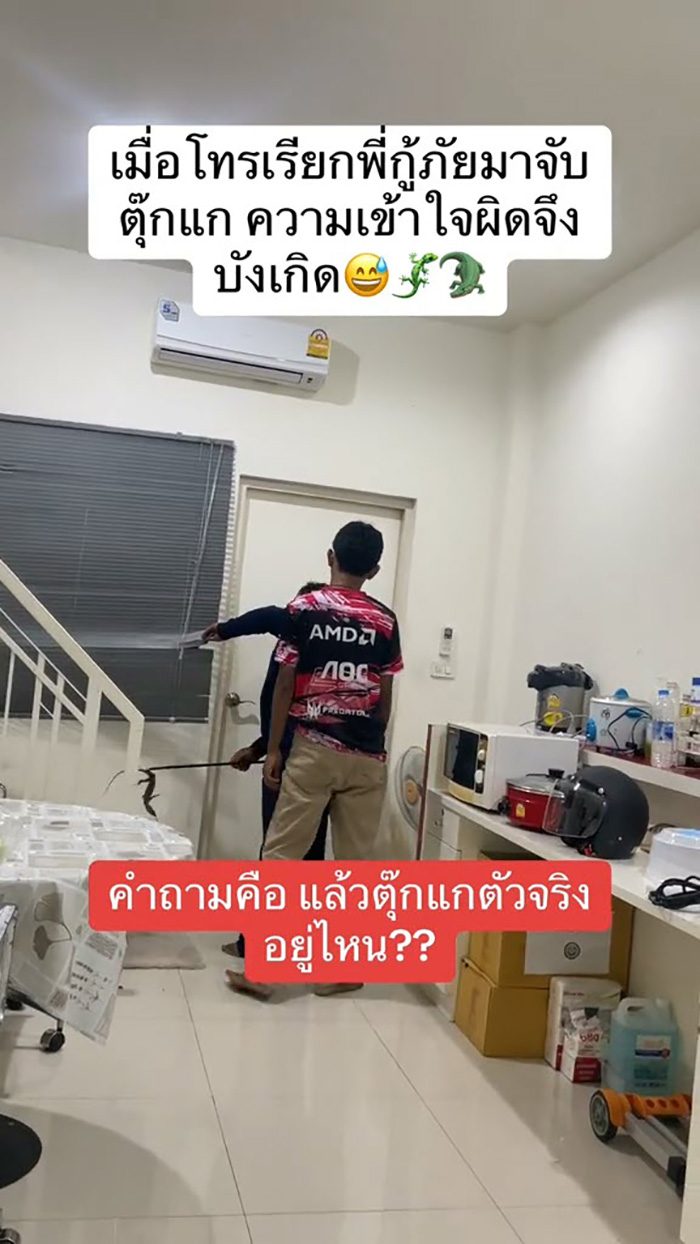 กู้ภัยมาบ้านช่วยจับตุ๊กแก กู้ภัยมาบ้านช่วยจับตุ๊กแก