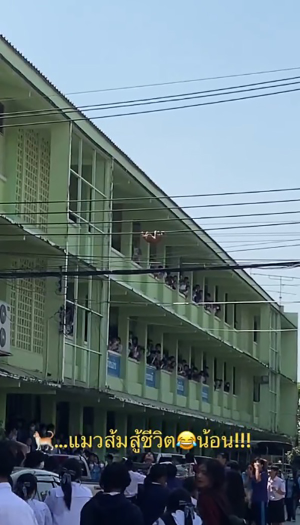 แมวส้ม แมวส้ม