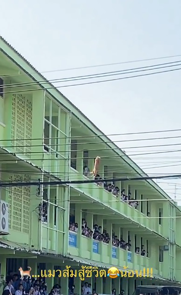 แมวส้ม แมวส้ม