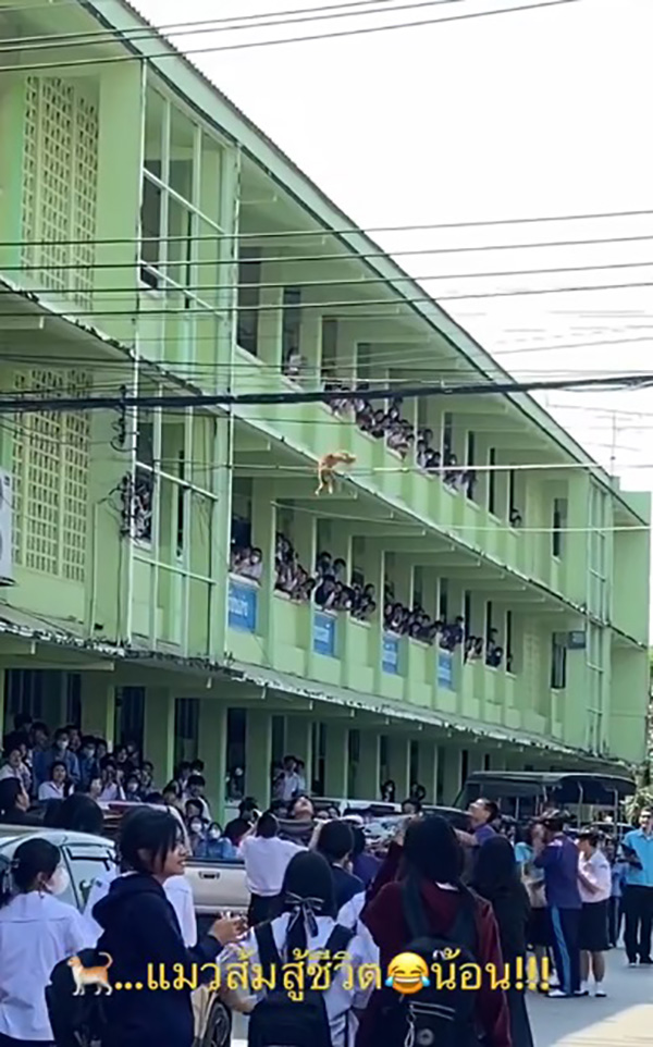 แมวส้ม แมวส้ม