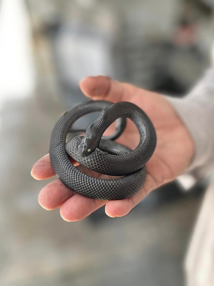 อธิบายปรากกฏการณ์ งูกัดตัวเองตายหมู่ อธิบายปรากกฏการณ์ งูกัดตัวเองตายหมู่