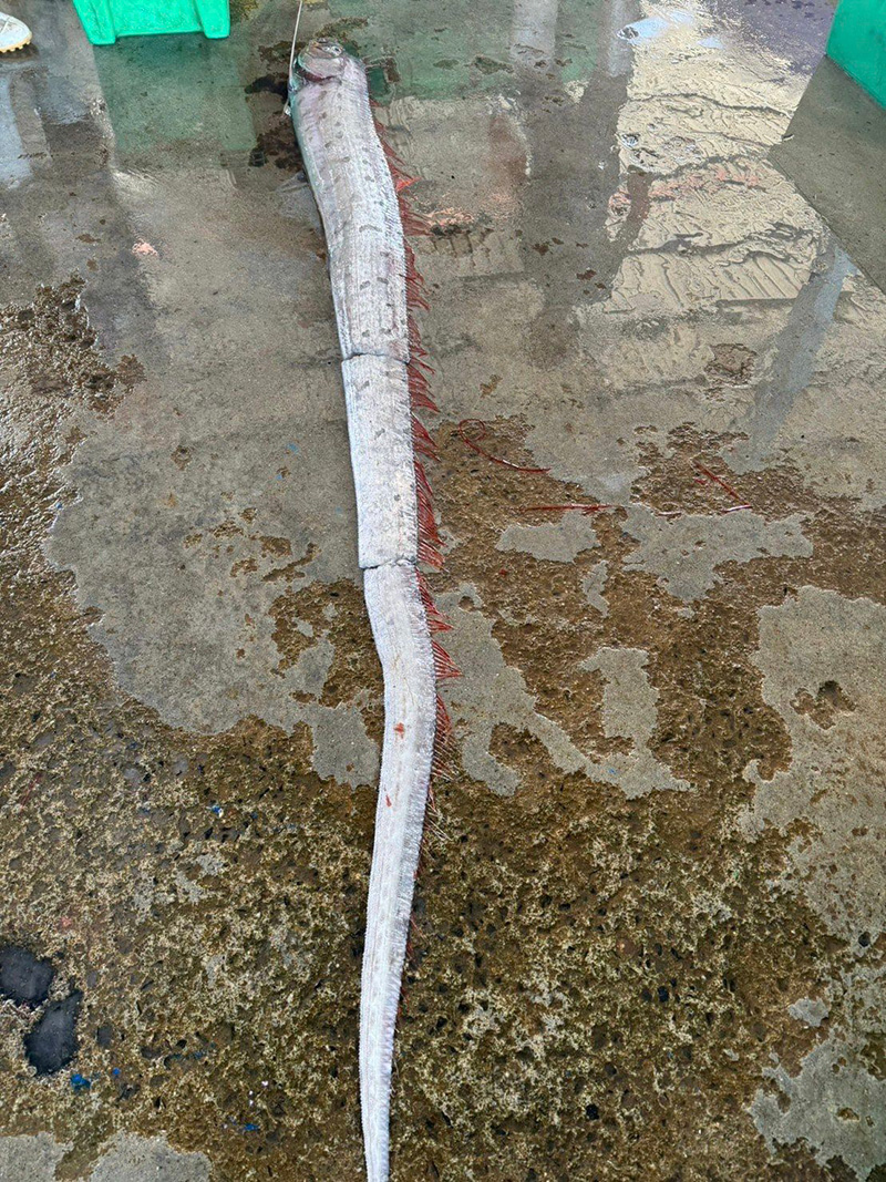 ปลาพญานาค ปลาพญานาค