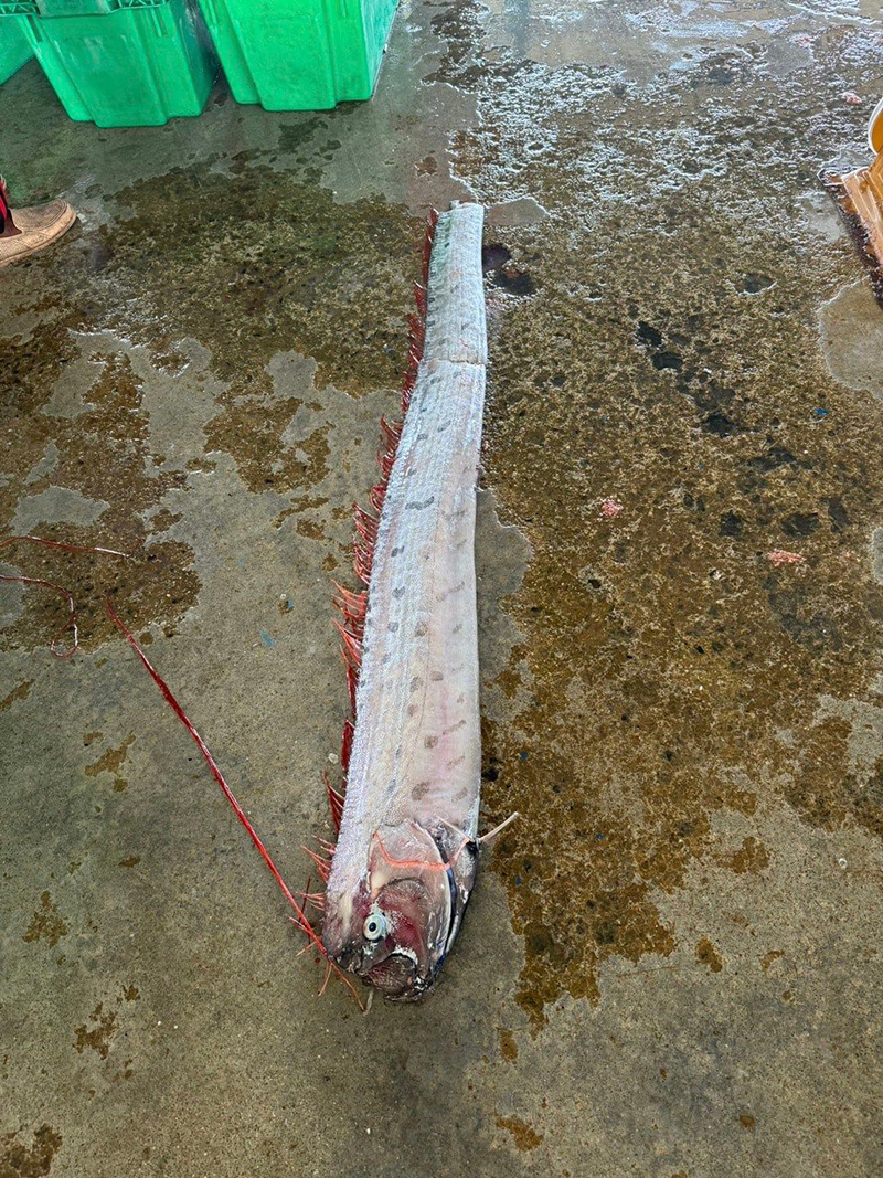 ปลาพญานาค ปลาพญานาค