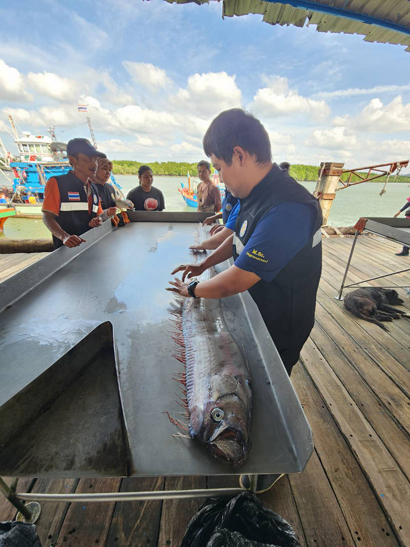 ปลาพญานาค ปลาพญานาค