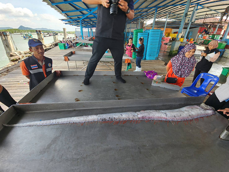 ปลาพญานาค ปลาพญานาค