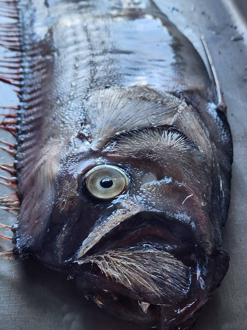 ปลาพญานาค ปลาพญานาค