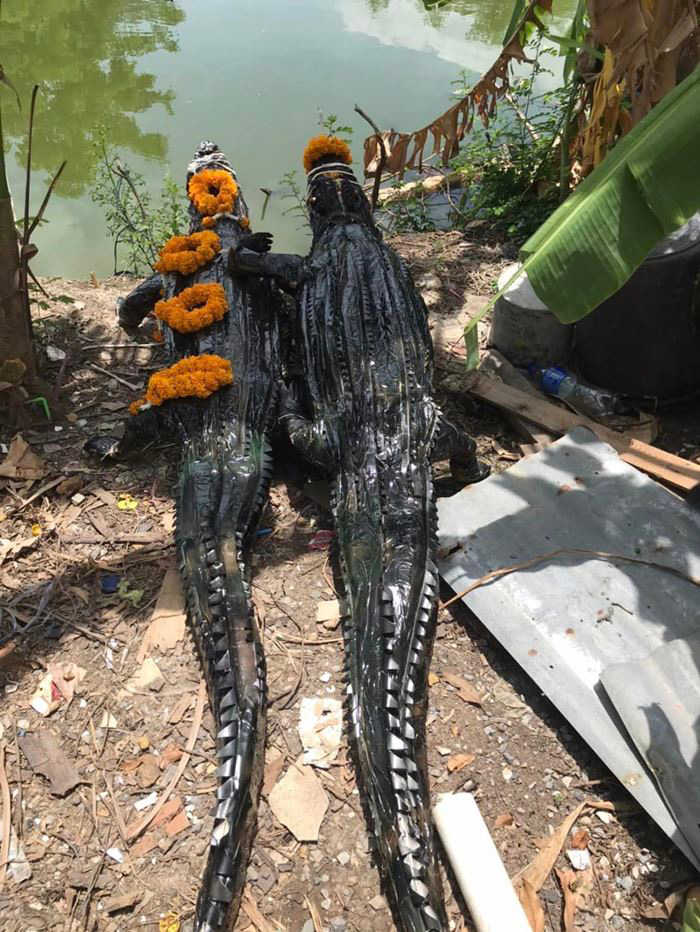 หมอปลาย ขอโทษดราม่าปล่อยจระเข้ หมอปลาย ขอโทษดราม่าปล่อยจระเข้