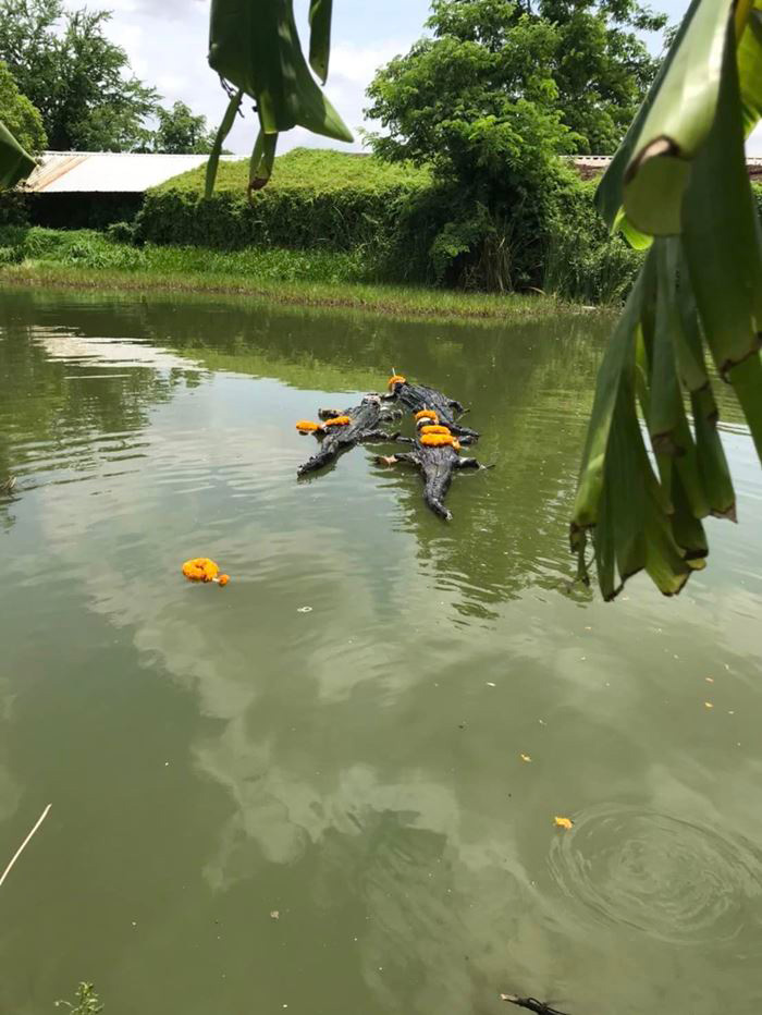 หมอปลาย ขอโทษดราม่าปล่อยจระเข้ หมอปลาย ขอโทษดราม่าปล่อยจระเข้