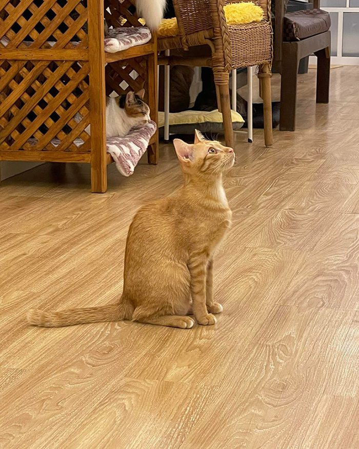 โมฮุโมฮุคาเฟ่ คาเฟ่แมวสไตล์ญี่ปุ่น โมฮุโมฮุคาเฟ่ คาเฟ่แมวสไตล์ญี่ปุ่น