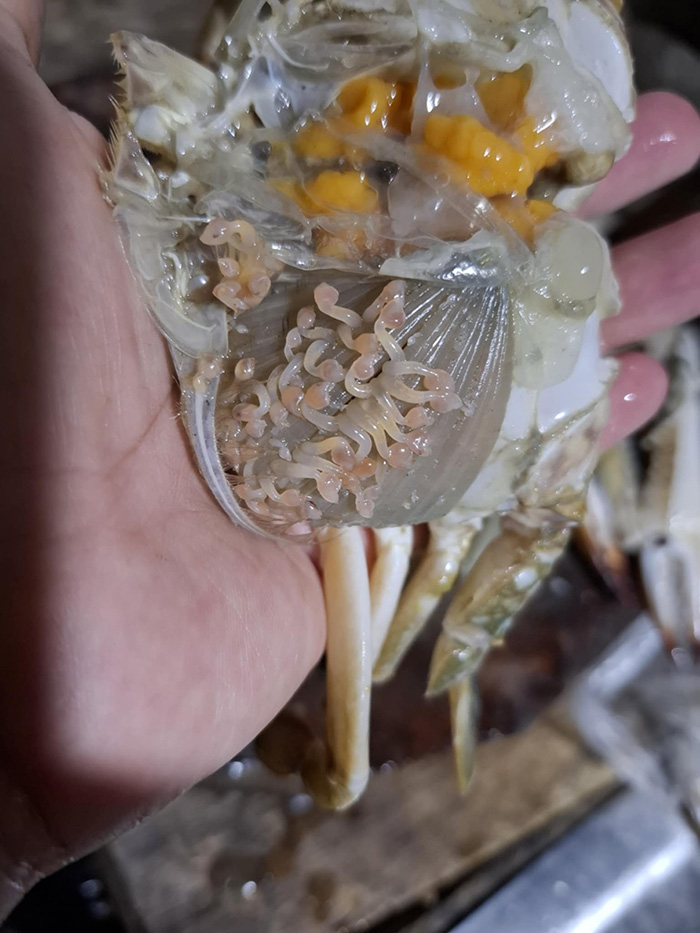 สาวซื้อปูไข่ แกะมาเจอสิ่งมีชีวิตปริศนา สาวซื้อปูไข่ แกะมาเจอสิ่งมีชีวิตปริศนา