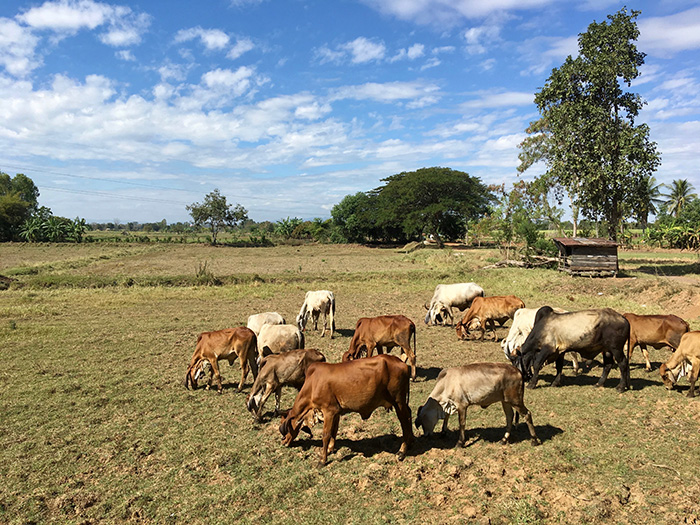 สรุปที่มา ขอนแก่น พบวัวติดเชื้อพิษสุนัขบ้า สรุปที่มา ขอนแก่น พบวัวติดเชื้อพิษสุนัขบ้า
