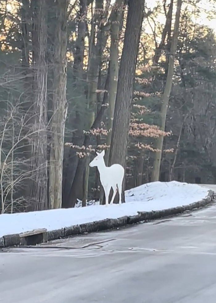 โมเมนต์อัศจรรย์ สาวโชคดีเจอสัตว์หายาก โมเมนต์อัศจรรย์ สาวโชคดีเจอสัตว์หายาก