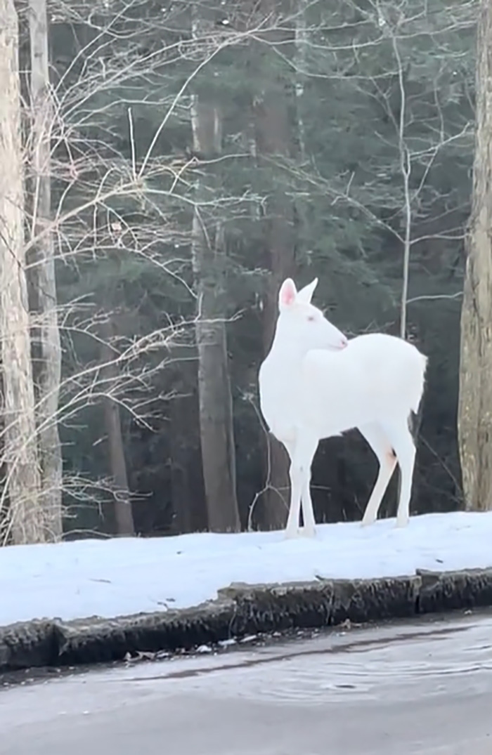 โมเมนต์อัศจรรย์ สาวโชคดีเจอสัตว์หายาก โมเมนต์อัศจรรย์ สาวโชคดีเจอสัตว์หายาก
