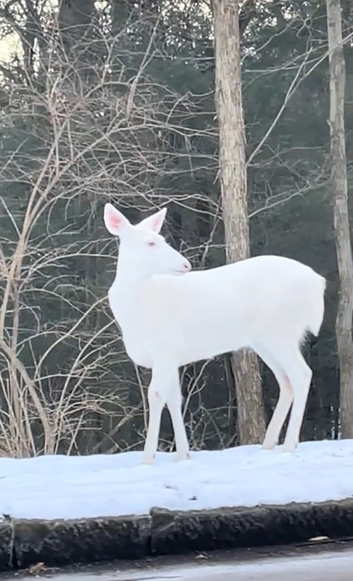 โมเมนต์อัศจรรย์ สาวโชคดีเจอสัตว์หายาก โมเมนต์อัศจรรย์ สาวโชคดีเจอสัตว์หายาก