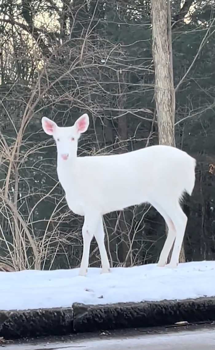 โมเมนต์อัศจรรย์ สาวโชคดีเจอสัตว์หายาก โมเมนต์อัศจรรย์ สาวโชคดีเจอสัตว์หายาก