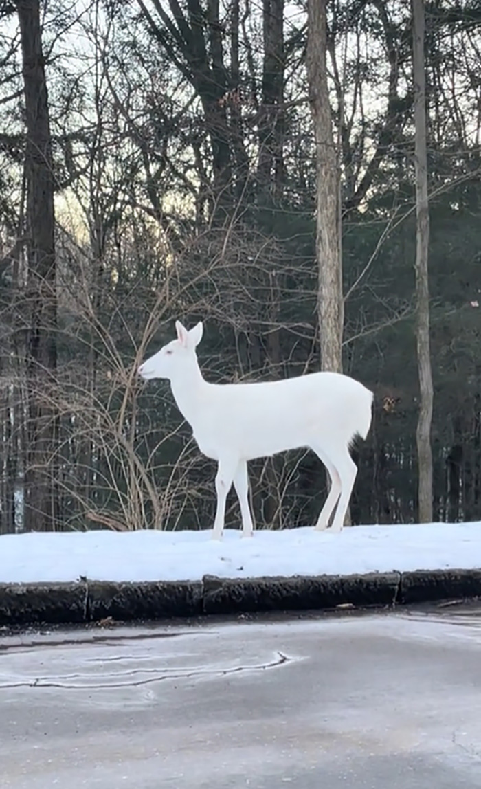 โมเมนต์อัศจรรย์ สาวโชคดีเจอสัตว์หายาก โมเมนต์อัศจรรย์ สาวโชคดีเจอสัตว์หายาก