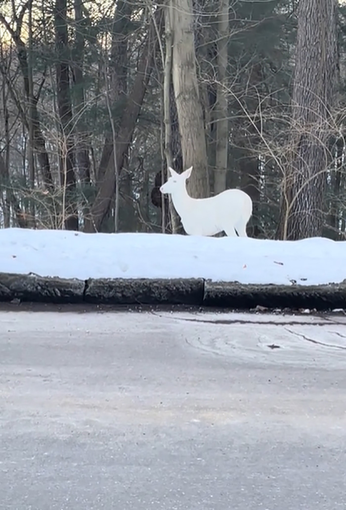โมเมนต์อัศจรรย์ สาวโชคดีเจอสัตว์หายาก โมเมนต์อัศจรรย์ สาวโชคดีเจอสัตว์หายาก
