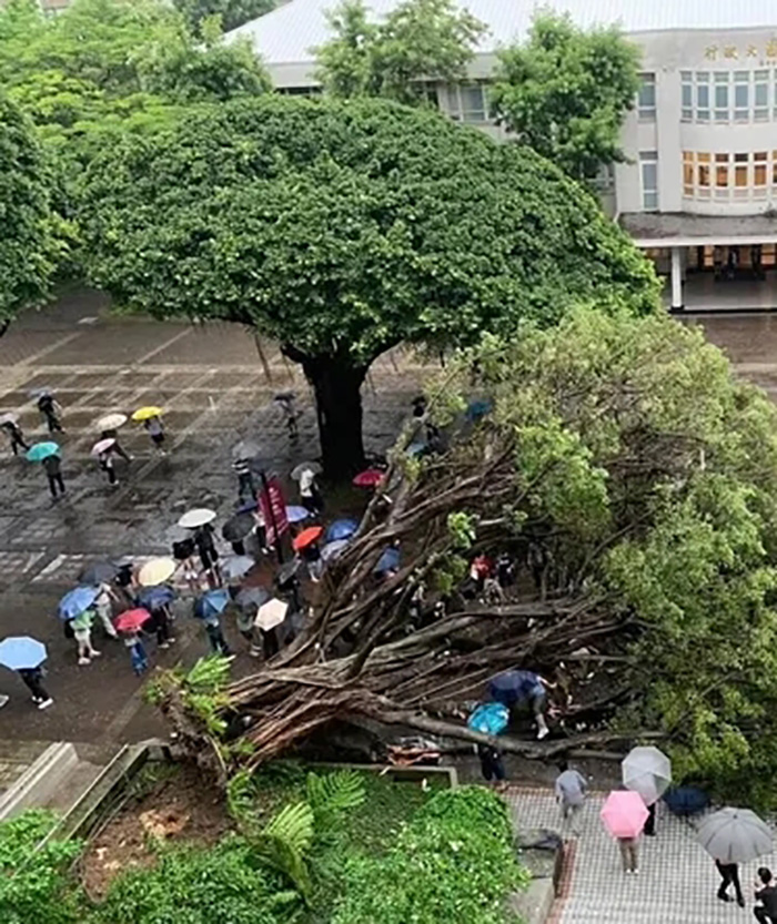 ต้นไทรอายุ 60 ปี ในมหาวิทยาลัยดัง ล้มทับนศ ต้นไทรอายุ 60 ปี ในมหาวิทยาลัยดัง ล้มทับนศ