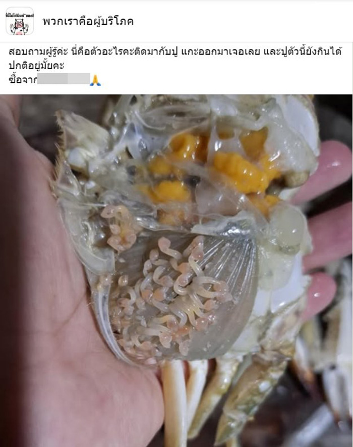 สาวซื้อปูไข่ แกะมาเจอสิ่งมีชีวิตปริศนา สาวซื้อปูไข่ แกะมาเจอสิ่งมีชีวิตปริศนา