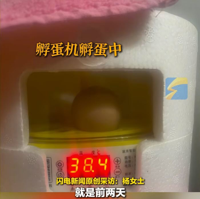 สาวฟักไข่เลี้ยงลูกเจี๊ยบ เปย์ซื้อโคมไฟให้กันหนาว สาวฟักไข่เลี้ยงลูกเจี๊ยบ เปย์ซื้อโคมไฟให้กันหนาว