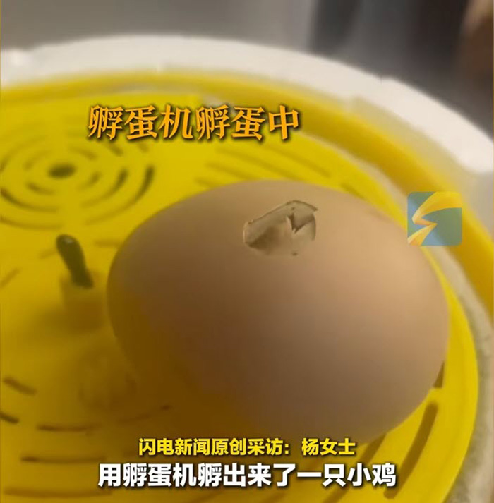 สาวฟักไข่เลี้ยงลูกเจี๊ยบ เปย์ซื้อโคมไฟให้กันหนาว สาวฟักไข่เลี้ยงลูกเจี๊ยบ เปย์ซื้อโคมไฟให้กันหนาว