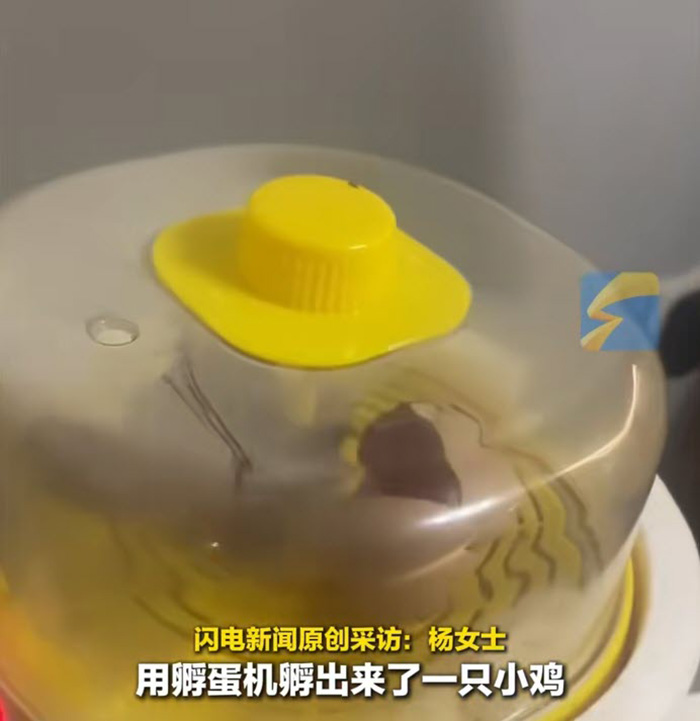 สาวฟักไข่เลี้ยงลูกเจี๊ยบ เปย์ซื้อโคมไฟให้กันหนาว สาวฟักไข่เลี้ยงลูกเจี๊ยบ เปย์ซื้อโคมไฟให้กันหนาว