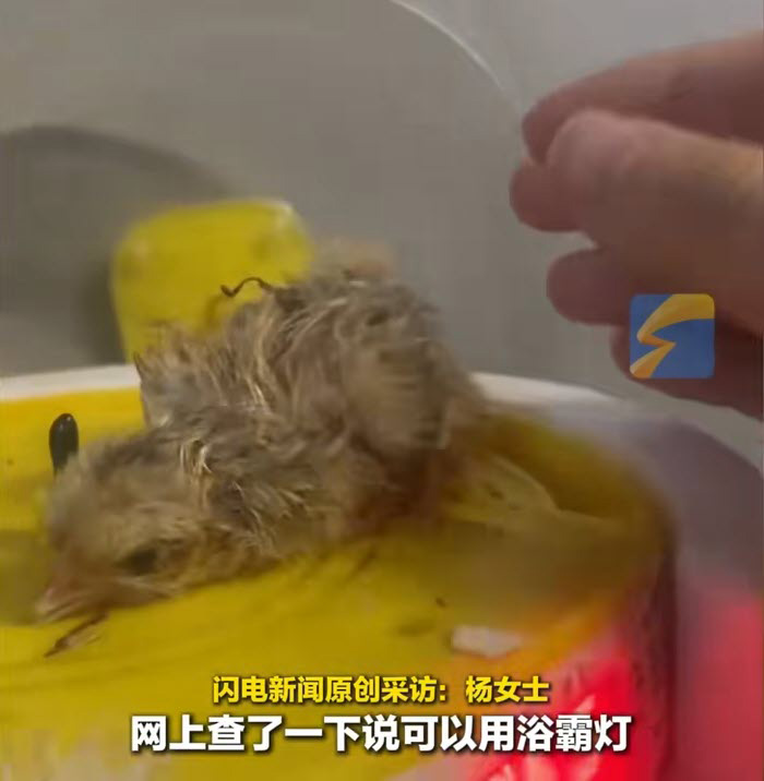 สาวฟักไข่เลี้ยงลูกเจี๊ยบ เปย์ซื้อโคมไฟให้กันหนาว สาวฟักไข่เลี้ยงลูกเจี๊ยบ เปย์ซื้อโคมไฟให้กันหนาว