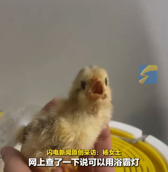 สาวฟักไข่เลี้ยงลูกเจี๊ยบ เปย์ซื้อโคมไฟให้กันหนาว สาวฟักไข่เลี้ยงลูกเจี๊ยบ เปย์ซื้อโคมไฟให้กันหนาว