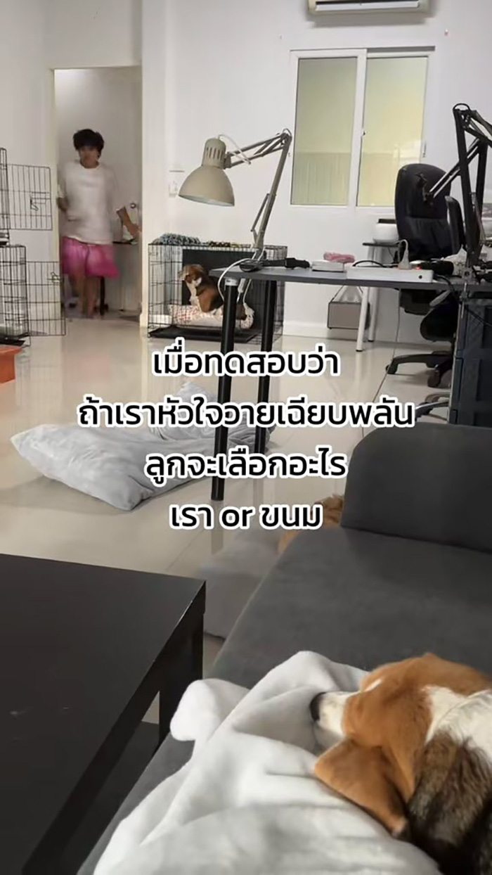 ลองใจน้องหมา ถ้าหัวใจวายล้ม จะช่วยเจ้าของ หรือ เลือกขนม ลองใจน้องหมา ถ้าหัวใจวายล้ม จะช่วยเจ้าของ หรือ เลือกขนม