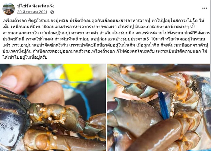 สาวซื้อปูไข่ แกะมาเจอสิ่งมีชีวิตปริศนา สาวซื้อปูไข่ แกะมาเจอสิ่งมีชีวิตปริศนา