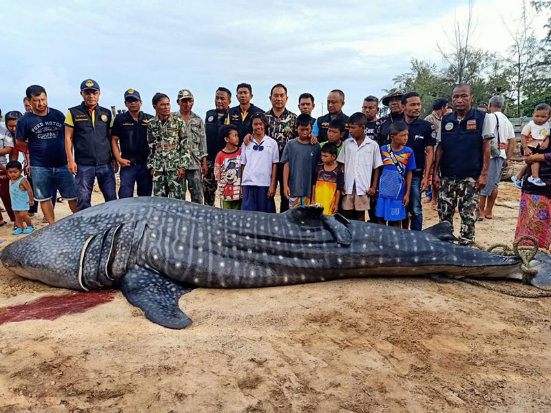 ฉลามวาฬใหญ่ ฉลามวาฬใหญ่