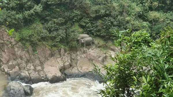 ช้างป่า ช้างป่า