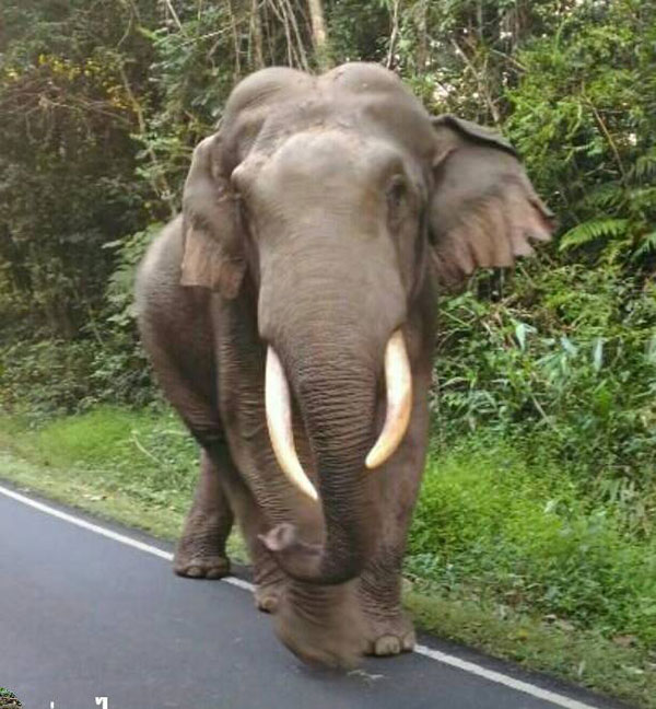 เขาใหญ่ เขาใหญ่