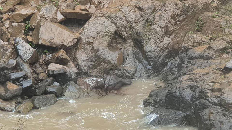 ช้างป่า ช้างป่า