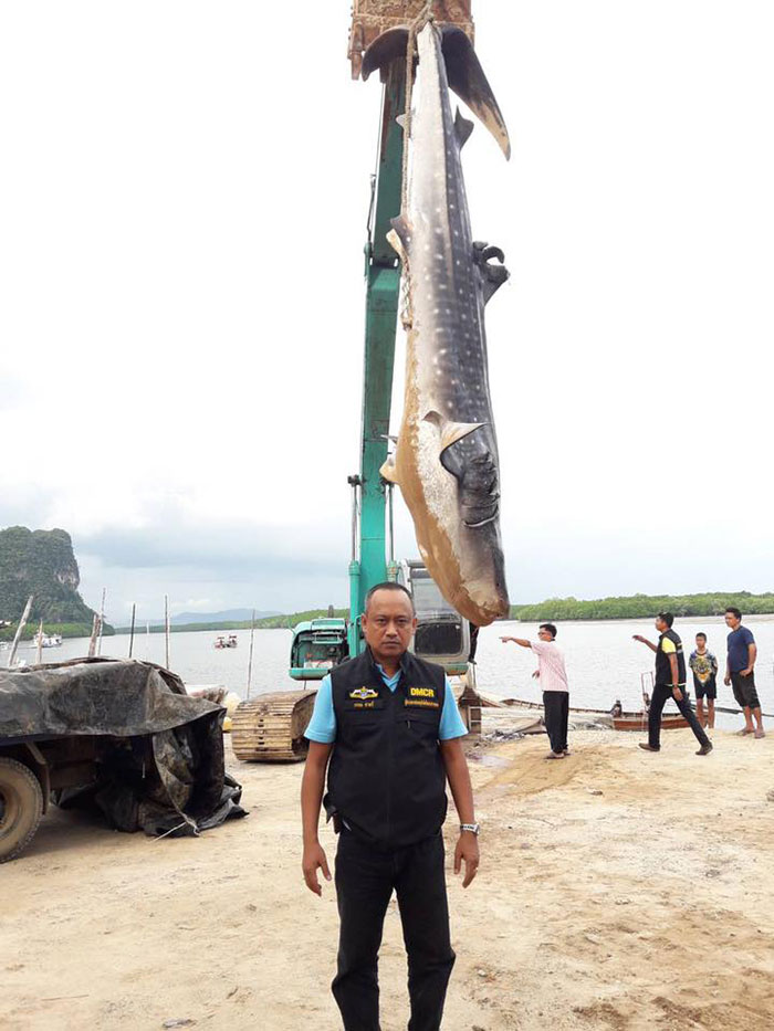 ฉลามวาฬใหญ่ ฉลามวาฬใหญ่