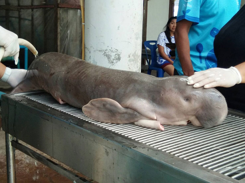 น้องมาเรียม น้องมาเรียม