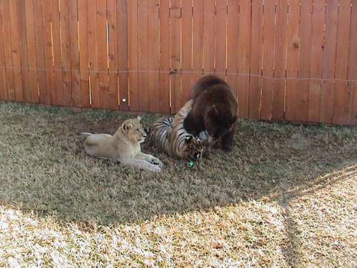 ชมภาพสุดอบอุ่นของ 3 เพื่อนซี้ หมี เสือ สิงโต ชมภาพสุดอบอุ่นของ 3 เพื่อนซี้ หมี เสือ สิงโต