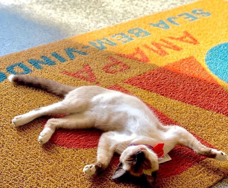 ลูกแมวจรจัด ลูกแมวจรจัด