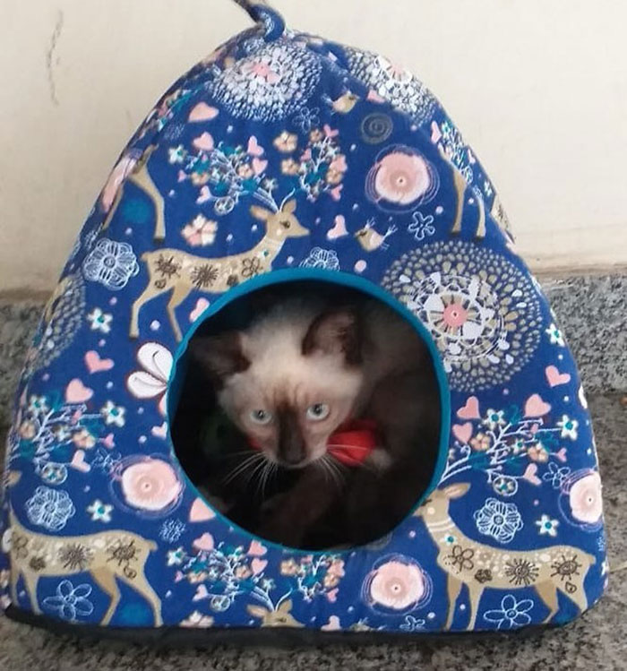 ลูกแมวจรจัด ลูกแมวจรจัด