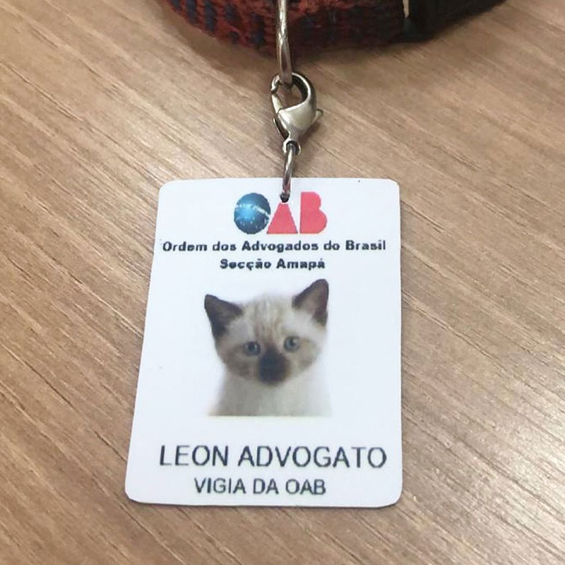 ลูกแมวจรจัด ลูกแมวจรจัด