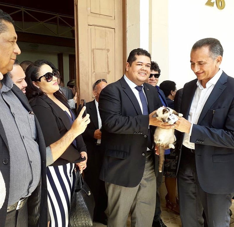 ลูกแมวจรจัด ลูกแมวจรจัด