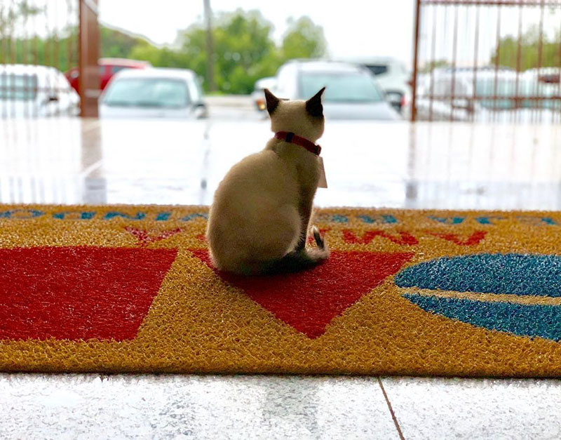 ลูกแมวจรจัด ลูกแมวจรจัด