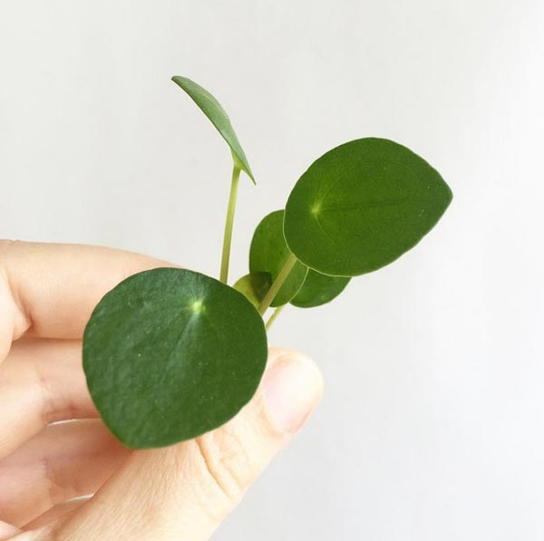 ต้นไม้กระดาษ ต้นไม้กระดาษ