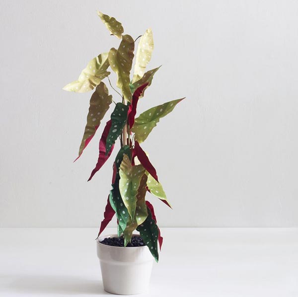 ต้นไม้กระดาษ ต้นไม้กระดาษ