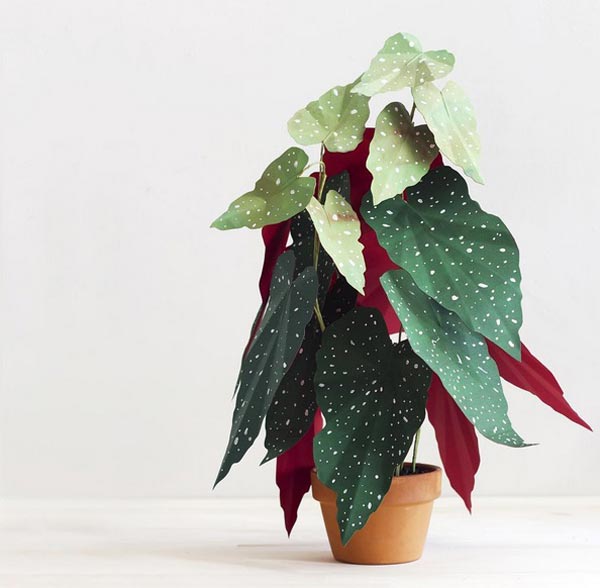 ต้นไม้กระดาษ ต้นไม้กระดาษ