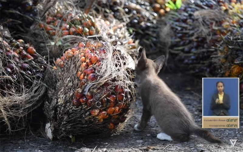 ทิม พิธา ทิม พิธา