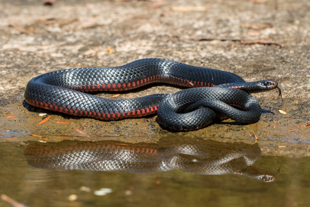 งูพิษ งูพิษ