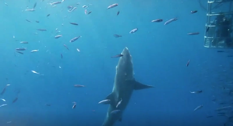 ฉลามขาวยักษ์ ฉลามขาวยักษ์