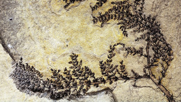 มาดูกัน นี่คือฟอสซิลไม้ดอกเก่าแก่ที่สุดในโลก อายุ 130 ล้านปี มาดูกัน นี่คือฟอสซิลไม้ดอกเก่าแก่ที่สุดในโลก อายุ 130 ล้านปี